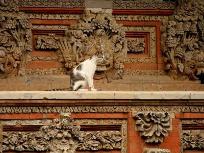 Cat in Temple / Kat in de tempel