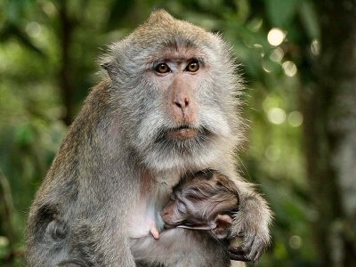 Alas Kedaton Monkey Forest  - Tabanan