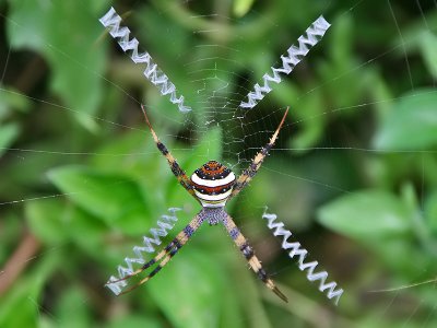  Argiope versicolor - St. Andrew's Cross Spider