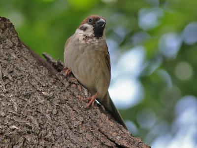 Eurasian Tree Sparrow - Passer montanus - Ringmus