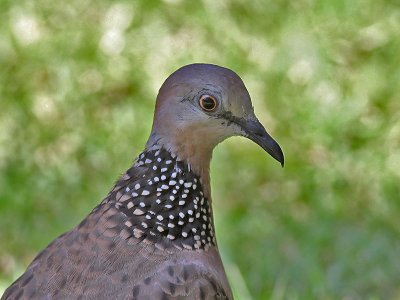 Spotted Dove - Parelhalstortel - Streptopelia chinensis