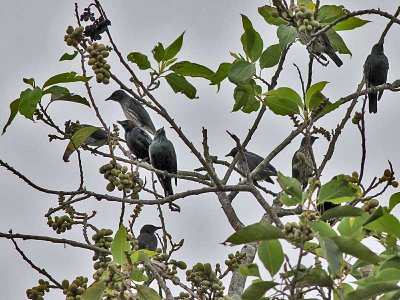 Asian Glossy Starling - Maleise Purperspreeuw - Aplonis panayensis