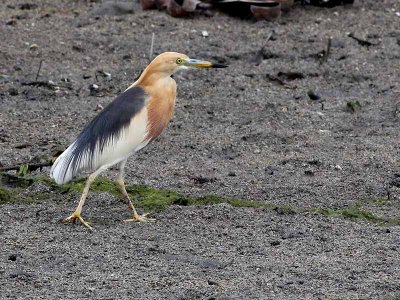 Javan Pond Heron - Ardeola speciosa - Javaanse Ralreiger