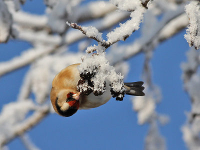 Putter - European Goldfinch - Carduelis carduelis