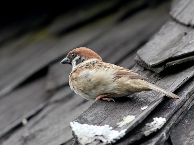 Eurasian Tree Sparrow - Passer montanus - Ringmus