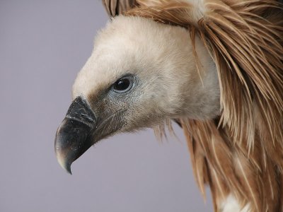 Griffon Vulture - Vale Gier - Gyps Fulvus