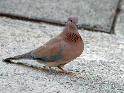 Laughing Dove - Palmtortel - Streptopelia senegalensis