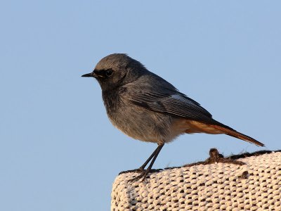 Black Redstart - Zwarte Roodstaart - Phoenicurus ochruros