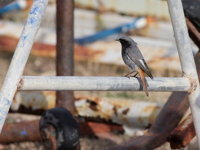 Black Redstart - Zwarte Roodstaart - Phoenicurus ochruros