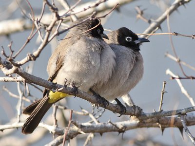 White-spectacled Bulbul - Arabische Buulbuul - Pycnonotus xanthopygos