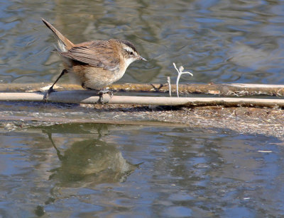 Moustached Warbler - Zwartkoprietzanger - Acrocephalus melanopogon