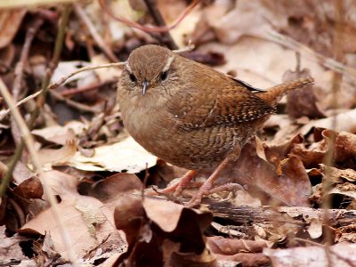 Wren - Winterkoning - Troglodytes troglodytes