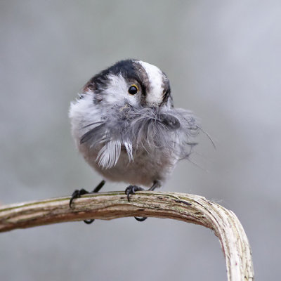 Staartmees - Northern Long-tailed Tit