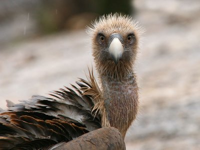 Griffon Vulture - Vale Gier- Gyps fulvus