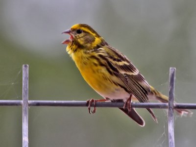 Europese Kanarie - European Serin - Serinus serinus