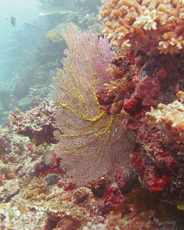 FJI_PICT0561.jpg