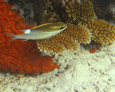 FJI_PICT0259.jpg