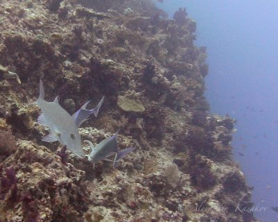 FJI_PICT0340.jpg