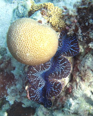 FJI_PICT0508.jpg