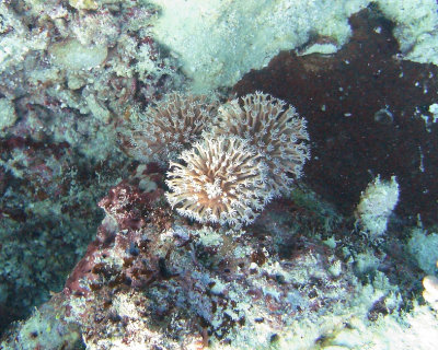 FJI_PICT0520.jpg