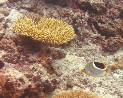 FJI_PICT0585.jpg