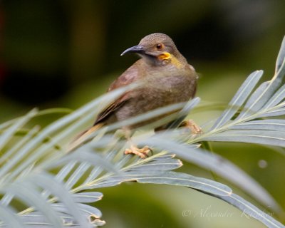 FJI_MG_8111.jpg
