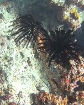 FJI_PICT0616.jpg