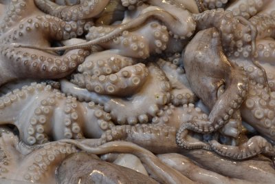 Octopus, Rialto market, Venice, 2011.jpg