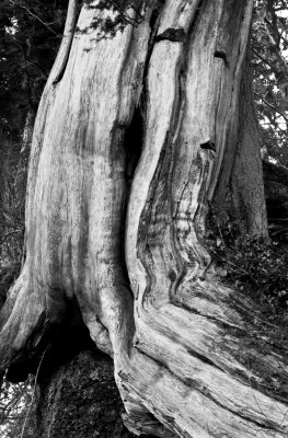 Old cypress, Olympic Peninsula, Washington State, 2011.jpg