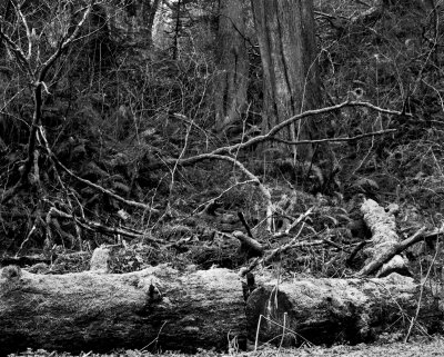 Moss-covered logs, Olympic Peninsula, 2011.jpg