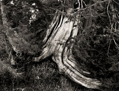 Old cypress roots 2, Olympic Peninsula, 2011.jpg