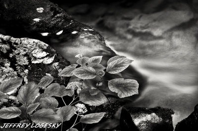 Leaves and Stream