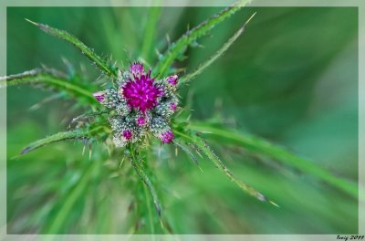 Chardon en fleurs