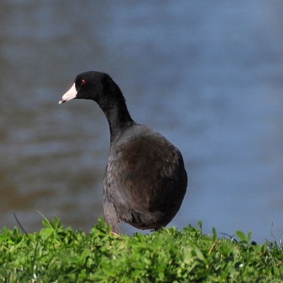 Coot