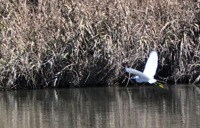 Egert in air