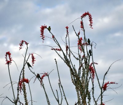 5 birds in  a tree
