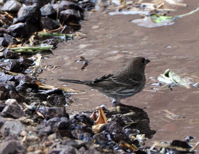 Sparrow getting ready to take a bath