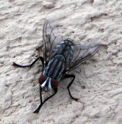 horse-fly