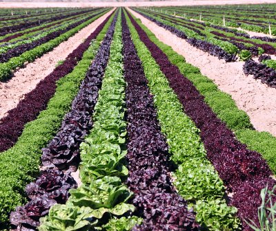 Rows of colored lettuce