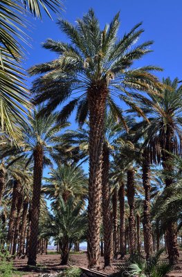 date trees