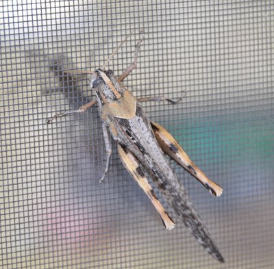 Grasshopper