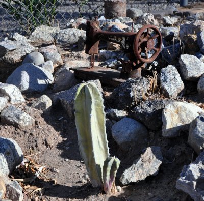 cactus