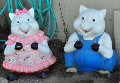 pigs.