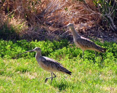 curlews.