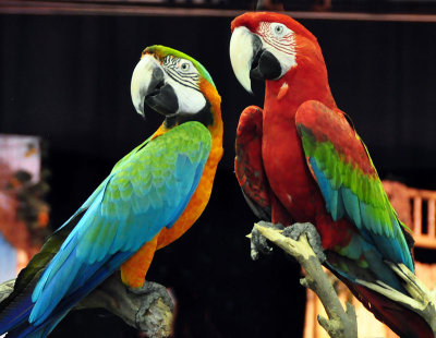 Parrots at Fair