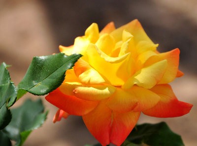 Yellow-rose.jpg