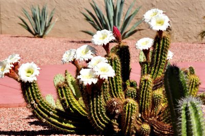 Desert-Cactus-in-bloom.