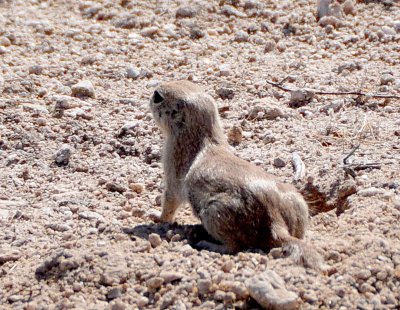 April Desert Trip