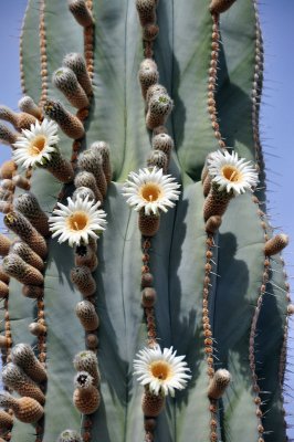 cactus-in-bloom
