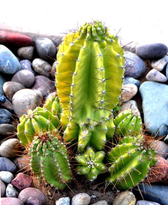new-cactus.
